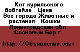 Кот курильского бобтейла › Цена ­ 5 000 - Все города Животные и растения » Кошки   . Ленинградская обл.,Сосновый Бор г.